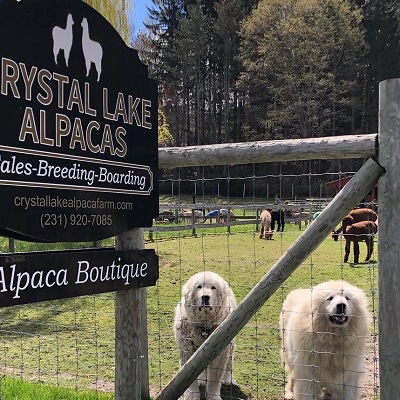 guard dogs